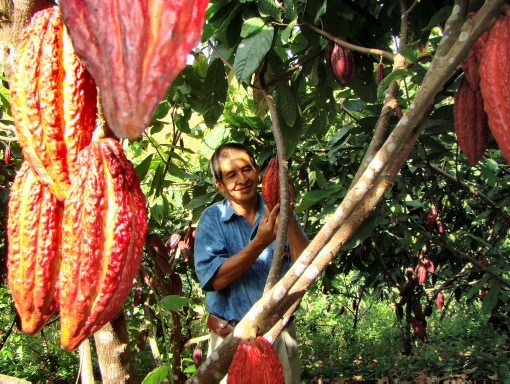 Cacaoteros de Bolívar ganan premio Emprender Paz 2011
