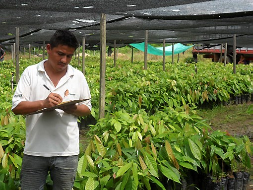 Marialabaja le apuesta al cacao